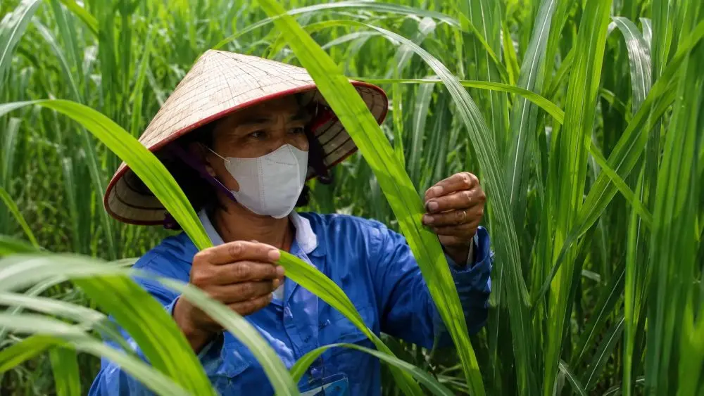 Mía xuất ngoại mở hướng đi mới cho nông dân Nghệ An, giúp đa dạng đầu ra và nâng giá trị kinh tế, lợi nhuận có thể cao gấp 15 lần trồng lúa.
