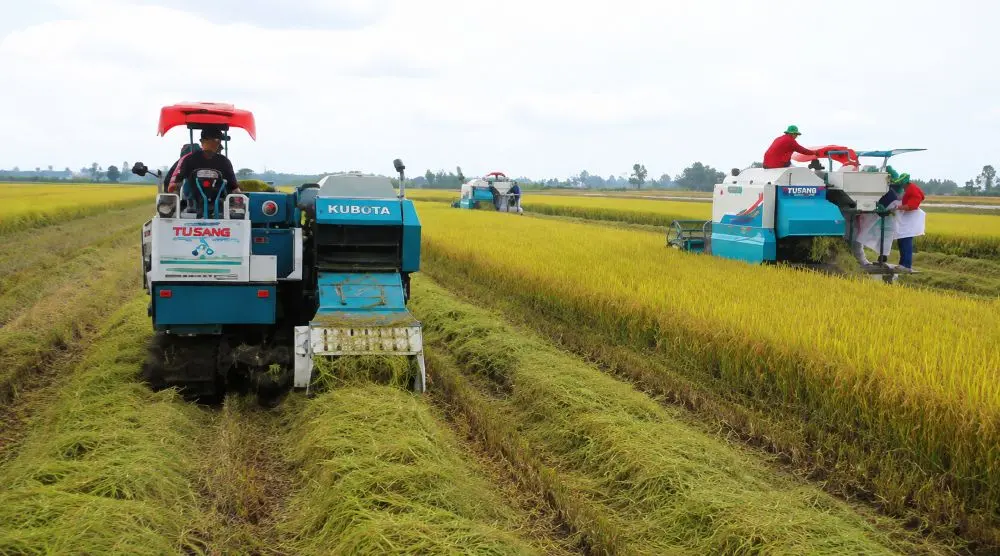 Đề án 1 triệu ha lúa chất lượng cao sau 2 năm thí điểm ghi nhận kết quả ra sao? Cập nhật những chuyển biến nổi bật từ thực tế.