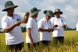 Đề án 1 triệu ha lúa chất lượng cao sau 2 năm thí điểm ghi nhận kết quả tích cực, thúc đẩy sản xuất phát thải thấp tại Cần Thơ.