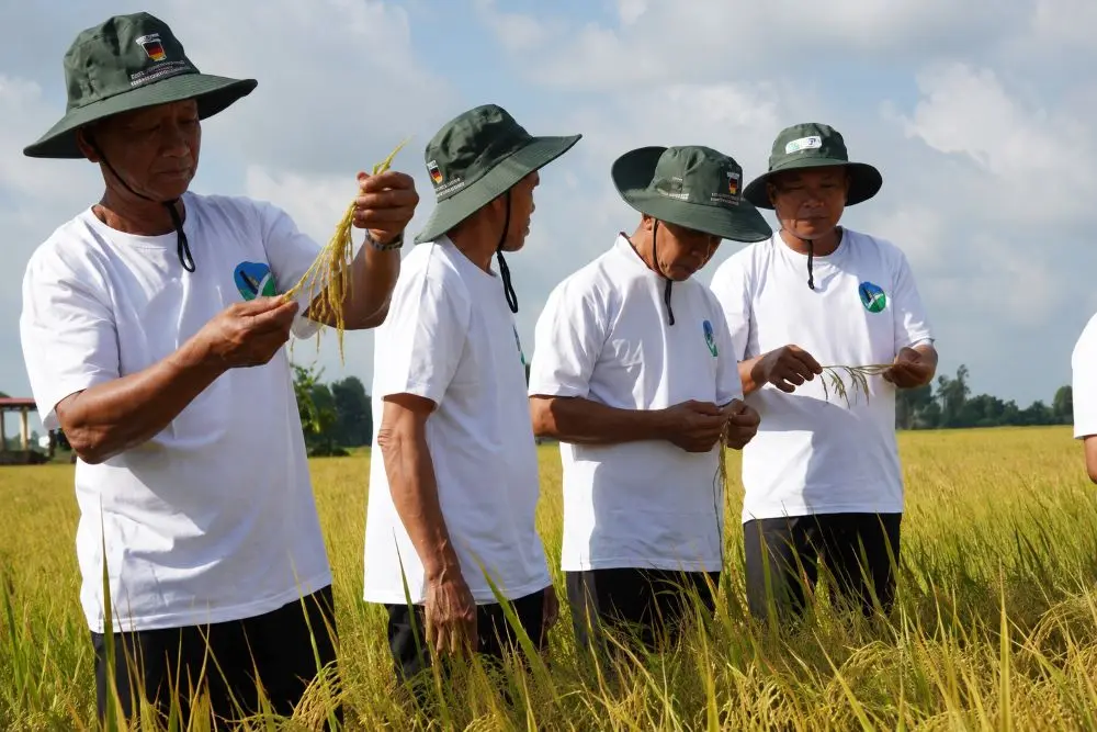 Đề án 1 triệu ha lúa chất lượng cao sau 2 năm thí điểm ghi nhận kết quả tích cực, thúc đẩy sản xuất phát thải thấp tại Cần Thơ.