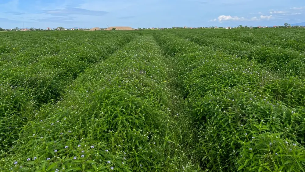 Nông dân Vạn An chuyển sang trồng cây dược liệu, đặc biệt húng quế, giúp tăng thu nhập nhờ khả năng thu hoạch nhiều lứa mỗi năm.