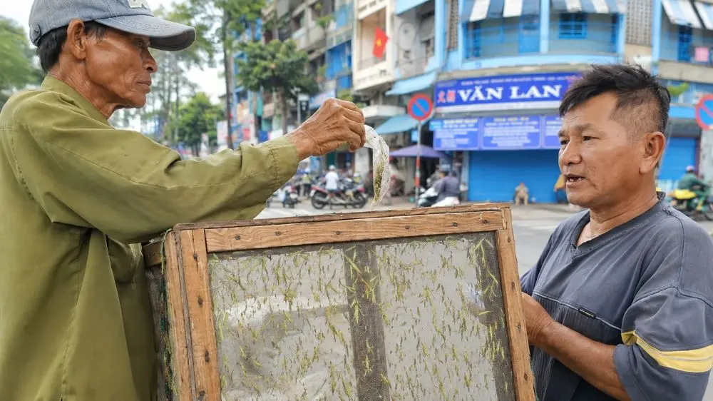 Hơn 40 năm bắt cào cào, ông Dịu ở TP.HCM bền bỉ mưu sinh, nuôi 3 con ăn học bằng nghề lội ruộng, vác vợt bắt cào cào.