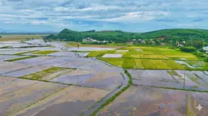 Lúa chín tại cánh đồng Đưng, Quảng Ngãi bị nước lũ nhấn chìm, nhiều diện tích ngập sâu khi người dân chưa kịp thu hoạch.
