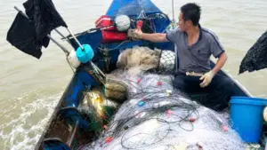 Ngư dân Hà Tĩnh trúng đậm cá chim vàng sau chuyến ra khơi, sản lượng cao giúp nhiều thuyền thu về hàng triệu đồng.