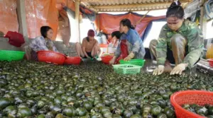Nông dân Nghệ An chuyển ruộng lúa kém hiệu quả sang nuôi ốc bươu đen, mở rộng vùng nuôi và thu hàng trăm triệu đồng mỗi vụ.