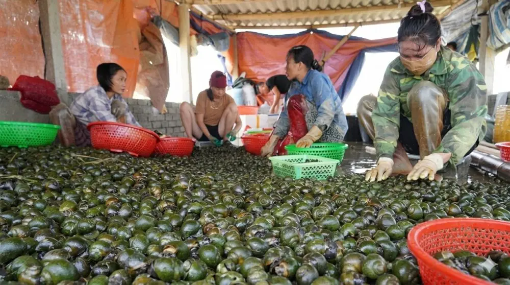 Nông dân Nghệ An chuyển ruộng lúa kém hiệu quả sang nuôi ốc bươu đen, mở rộng vùng nuôi và thu hàng trăm triệu đồng mỗi vụ.