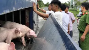Phát hiện xe tải chở 54 con lợn dương tính với dịch tả lợn châu Phi, không có giấy tờ kiểm dịch và nguồn gốc.