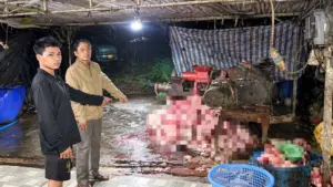 Khoảng 400 tấn heo bệnh, heo chết bị đưa ra thị trường, thu lợi bất chính hơn 10 tỉ đồng. Vụ việc ở Đồng Nai hé lộ lỗ hổng kiểm soát an toàn thực phẩm.