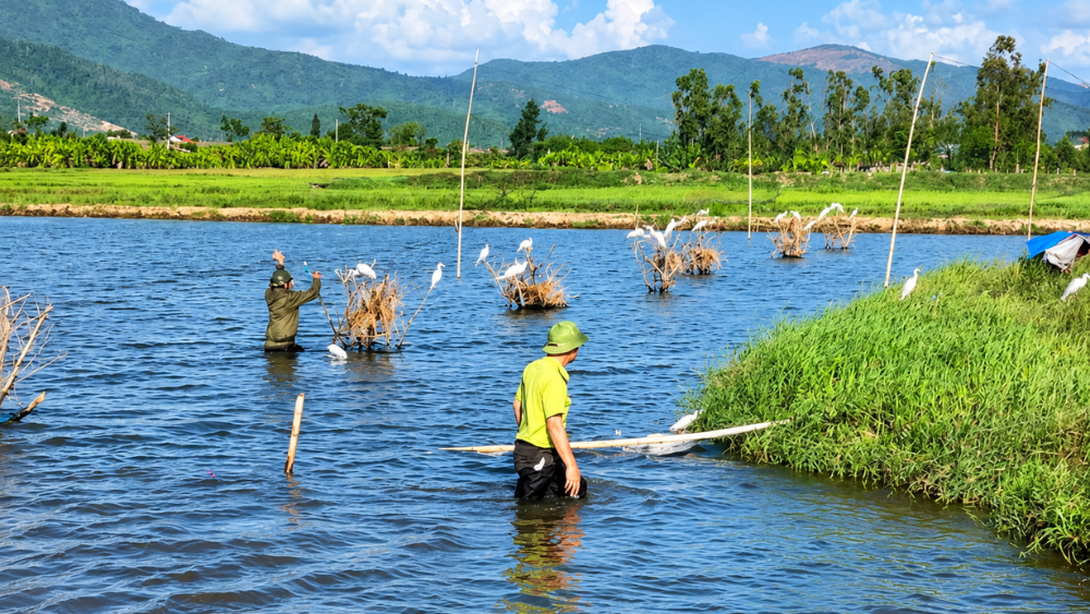 Người dân giăng bẫy tại vùng nước nông để dụ chim trời đến săn bắt trong mùa di cư.