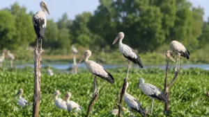 Bãi sậy sông Đầm ở Đà Nẵng là nơi cư trú của hàng nghìn con cò và nhiều loài chim quý. Khám phá nỗ lực bảo tồn hệ sinh thái nơi đây.