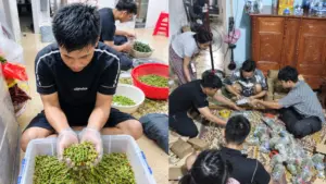 Ớt muối của vợ chồng anh Hùng ở Nghệ An bất ngờ “bão đơn”, khiến cả đội thợ nhôm kính phải góp sức đóng gói hàng.