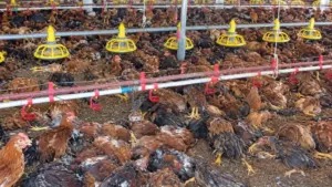 Sự cố chập điện tại trang trại gà ở Nghệ An khiến 12.000 con gà chết, thiệt hại ước tính hơn 1 tỷ đồng.