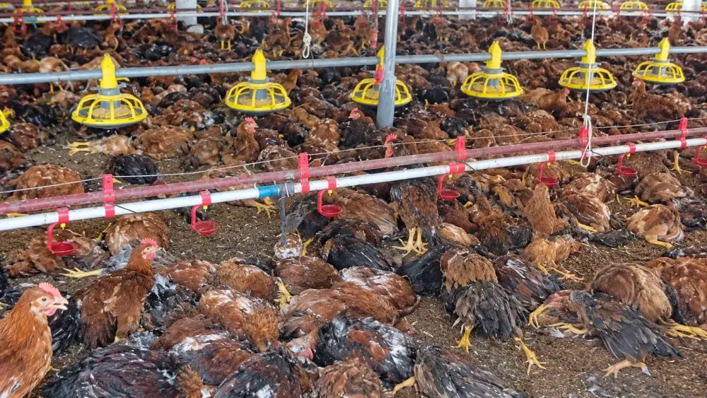 Sự cố chập điện tại trang trại gà ở Nghệ An khiến 12.000 con gà chết, thiệt hại ước tính hơn 1 tỷ đồng.