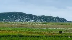 Hàng nghìn con cò trắng kéo về cánh đồng Nghệ An, chao liệng và kiếm ăn trên những thửa ruộng sau mùa gặt, tạo nên khung cảnh đồng quê ấn tượng.