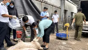 Dịch tả lợn châu Phi diễn biến phức tạp tại Đồng Nai, khiến gần 28.000 con heo chết, mắc bệnh phải tiêu hủy.