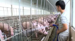 Giá heo hơi giảm về đáy nhiều năm, người chăn nuôi đối mặt khó khăn khi nuôi 4 tháng chỉ lãi khoảng 80.000 đồng/con.