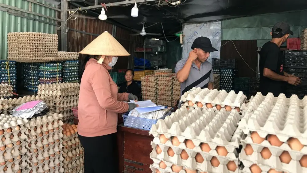 Giá trứng gà tại trại giảm còn 1.200 đồng/quả, trong khi vào siêu thị có thể tăng gấp ba. Vì sao chênh lệch giá lớn?