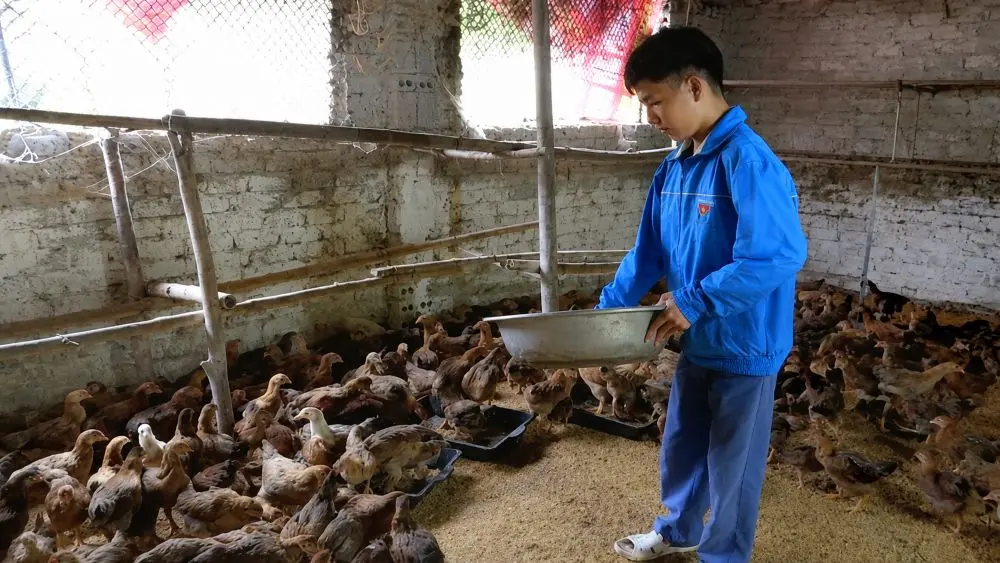 Hoàng Kim Vị vượt khó khởi nghiệp chăn nuôi, từng bước lập nghiệp và nuôi khát vọng tạo việc làm cho người khuyết tật.