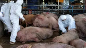 Phú Thọ khởi tố hai bị can liên quan 750kg thịt lợn bốc mùi dùng làm lạp sườn. Mẫu thịt dương tính với virus dịch tả lợn châu Phi.