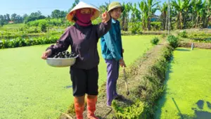 Khám phá mô hình nuôi ốc bươu đen ở Nghệ An mang lại lợi nhuận hàng trăm triệu đồng mỗi năm nhờ tận dụng nguồn thức ăn hữu cơ sẵn có.