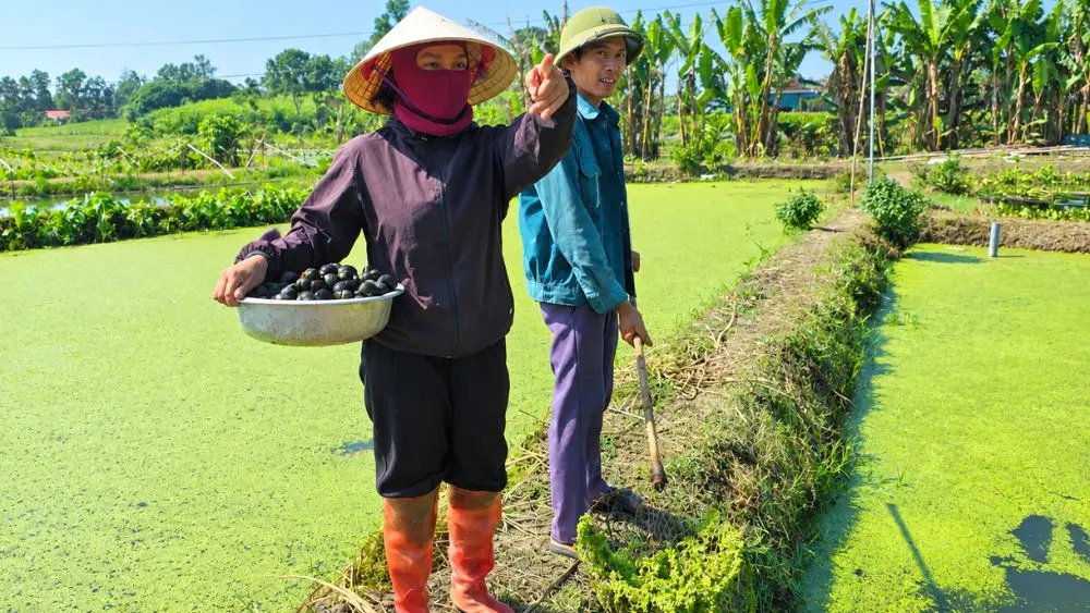 Khám phá mô hình nuôi ốc bươu đen ở Nghệ An mang lại lợi nhuận hàng trăm triệu đồng mỗi năm nhờ tận dụng nguồn thức ăn hữu cơ sẵn có.
