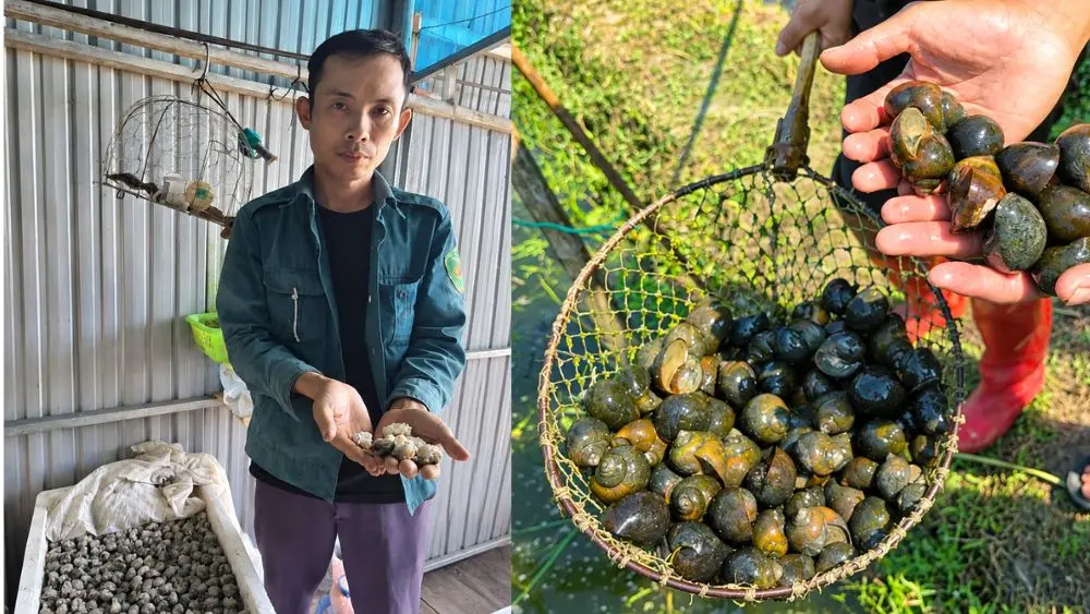 Khám phá mô hình nuôi ốc bươu đen ở Nghệ An mang lại lợi nhuận hàng trăm triệu đồng mỗi năm nhờ tận dụng nguồn thức ăn hữu cơ sẵn có.