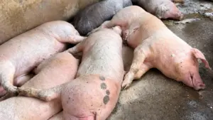 Nghệ An khẩn trương kiểm soát dịch tả lợn châu Phi đang tái phát tại nhiều địa phương, hạn chế nguy cơ lây lan và thiệt hại cho người chăn nuôi.