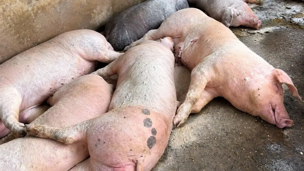 Nghệ An khẩn trương kiểm soát dịch tả lợn châu Phi đang tái phát tại nhiều địa phương, hạn chế nguy cơ lây lan và thiệt hại cho người chăn nuôi.