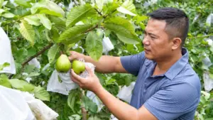 Mô hình ổi không hạt ở Quỳ Hợp cho sản lượng khoảng 20 tấn quả mỗi năm, mang lại thu nhập 350-400 triệu đồng.