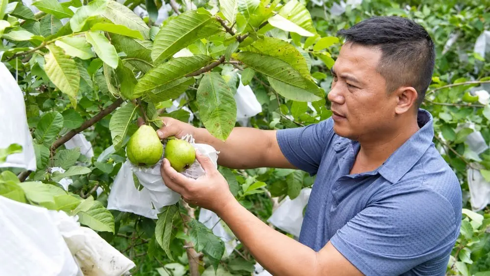 Mô hình ổi không hạt ở Quỳ Hợp cho sản lượng khoảng 20 tấn quả mỗi năm, mang lại thu nhập 350-400 triệu đồng.