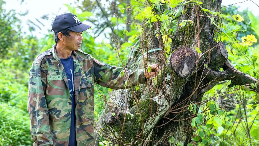 Nhiều gốc hồng hơn trăm tuổi tại xã Đại Huệ, Nghệ An bị gãy đổ sau bão, khiến sản lượng hồng giảm mạnh, người trồng đối mặt với một mùa mất mùa.