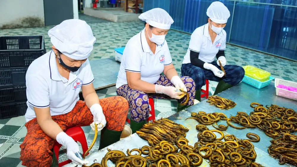 Khám phá làng nghề chế biến con đặc sản ở Nghệ An, nơi người dân đẩy mạnh chế biến sâu nhằm nâng cao giá trị sản phẩm và thu nhập.