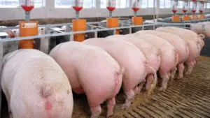 THACO AGRI triển khai dự án nuôi heo trên 1.625 ha tại Gia Lai, dự kiến xuất nhập chuồng 1,34 triệu con mỗi năm từ năm 2028.