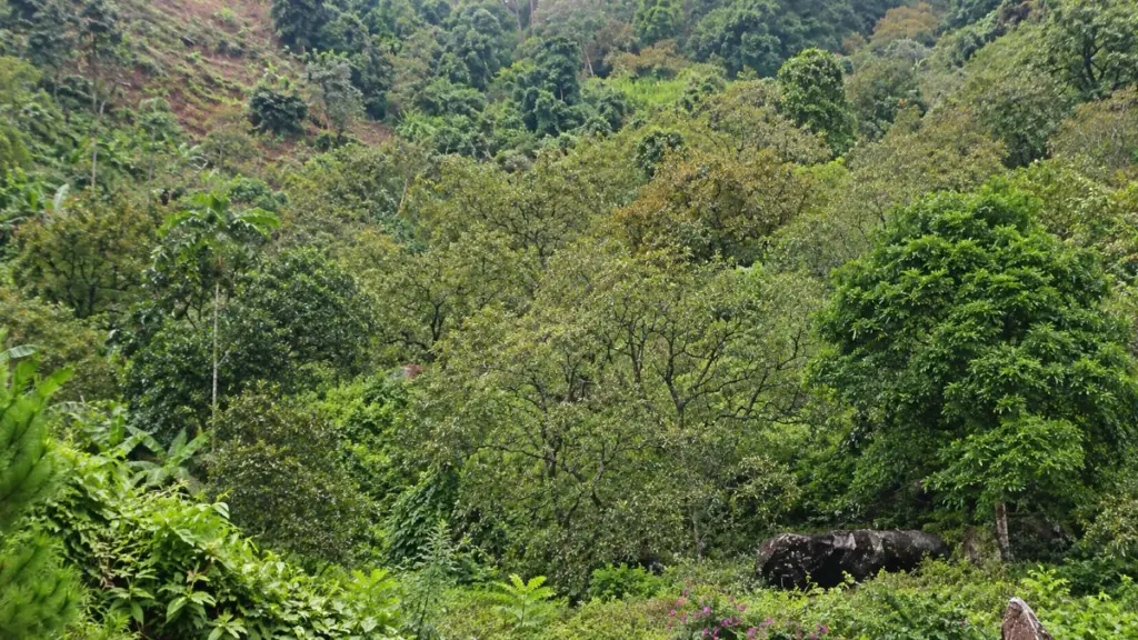 Thủ phủ hồng ở Nghệ An mất mùa nghiêm trọng, nhiều vườn cây trơ cành, khan quả sau bão lũ. Vì sao người trồng hồng thất thu nặng nề?