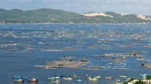 Thủ phủ tôm hùm đang nỗ lực phục hồi sau trận lũ lịch sử năm 2025, từng bước thích ứng với thiên tai và khôi phục sản xuất.