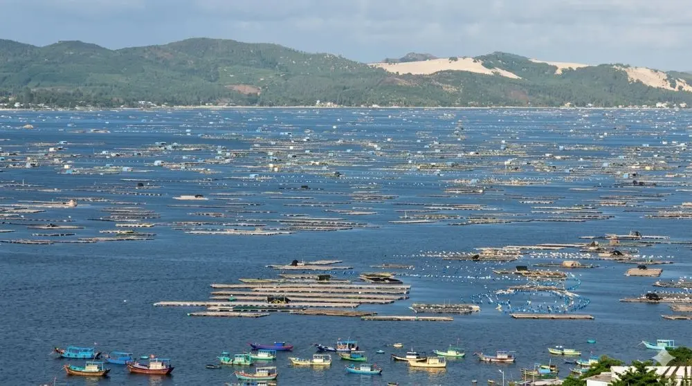 Thủ phủ tôm hùm đang nỗ lực phục hồi sau trận lũ lịch sử năm 2025, từng bước thích ứng với thiên tai và khôi phục sản xuất.