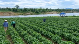 Tía tô được trồng tập trung tại Nghệ An, kết hợp chưng cất tinh dầu, mở hướng nâng cao giá trị nông sản và giúp nông dân tăng thu nhập.