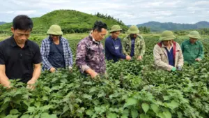 Mô hình trồng tía tô gắn với chiết xuất tinh dầu tại Nghệ An đang mở hướng nâng cao giá trị cây trồng, tăng thu nhập cho nông dân.