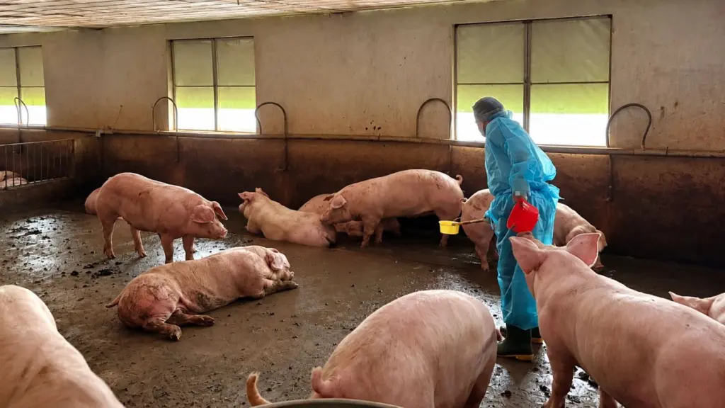 TPHCM siết quản lý chăn nuôi, giết mổ và kinh doanh thịt sau vụ hơn 10.000 tấn heo sử dụng chất cấm Salbutamol.
