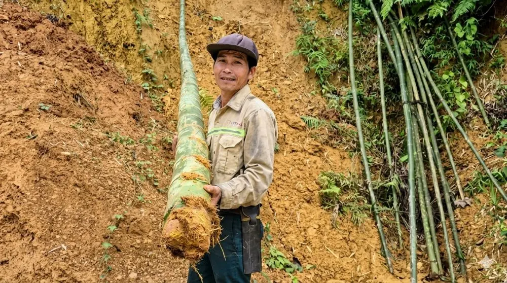 Trồng luồng mang lại nguồn thu ổn định cho nông dân Thanh Hóa. Tìm hiểu cách người dân khai thác “vàng xanh” để phát triển kinh tế.